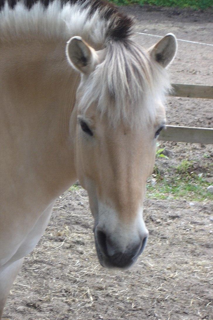 Fjordhest Sanne Nødager -Gl. Part- - Velkommen til Sannes profil!
Er hun ikke nuser? :) billede 1