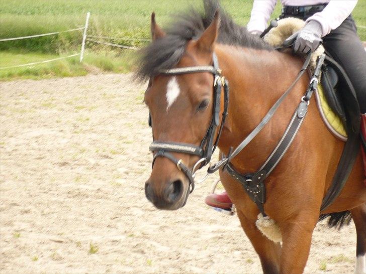 Welsh Pony (sec B) Stubbumgårds Tobias (Mac Million) - 11) Hjemme, dejliiige pony! <3 billede 11