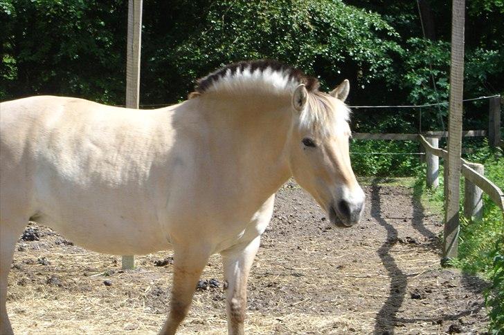 Fjordhest Sanne Nødager -Gl. Part- - En varm solskinsdag, sommer 2009 ;) billede 2