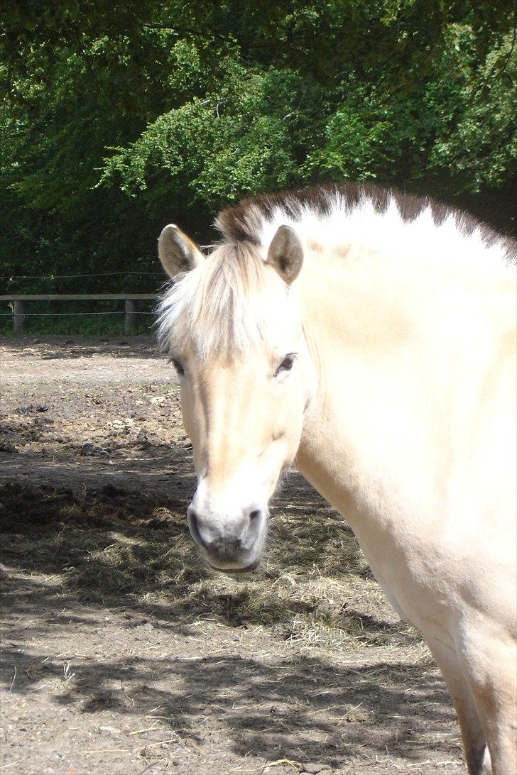Fjordhest Sanne Nødager -Gl. Part- - Fed frisure, ikk´? :) billede 3