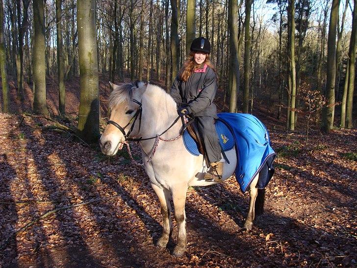 Fjordhest Sanne Nødager -Gl. Part- - På tur i skoven, februar 2 år siden :) billede 4