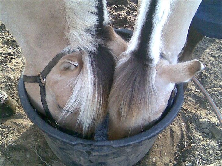 Fjordhest Sanne Nødager -Gl. Part- - Freja (R.I.P) - Til venstre, og Sanne til højre :) billede 5