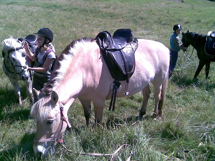 Fjordhest Sanne Nødager -Gl. Part- - På skovtur, en eller anden sommerdag, for nogle år siden :) billede 6