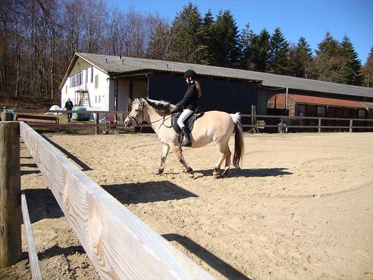 Fjordhest Sanne Nødager -Gl. Part- - Til et lille ´Hyggestævne´ billede 7