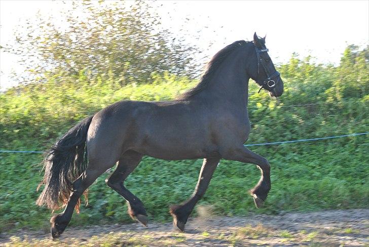 Frieser Xynthia Van De Wisselplaa billede 13