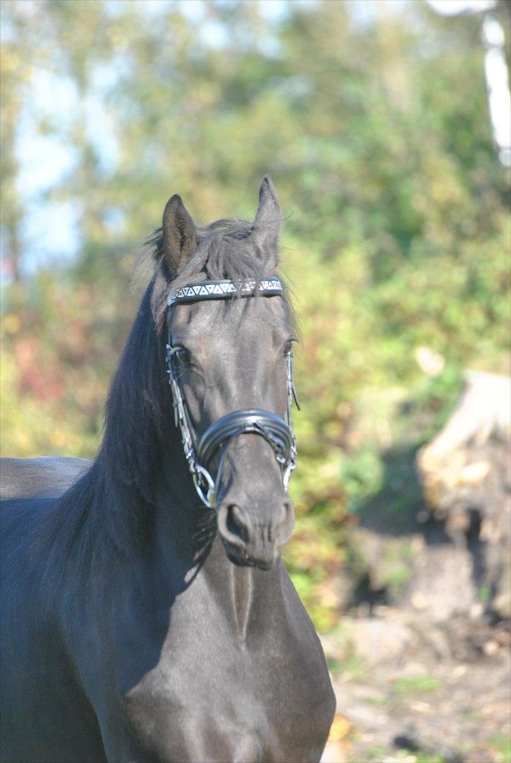 Frieser Xynthia Van De Wisselplaa billede 16