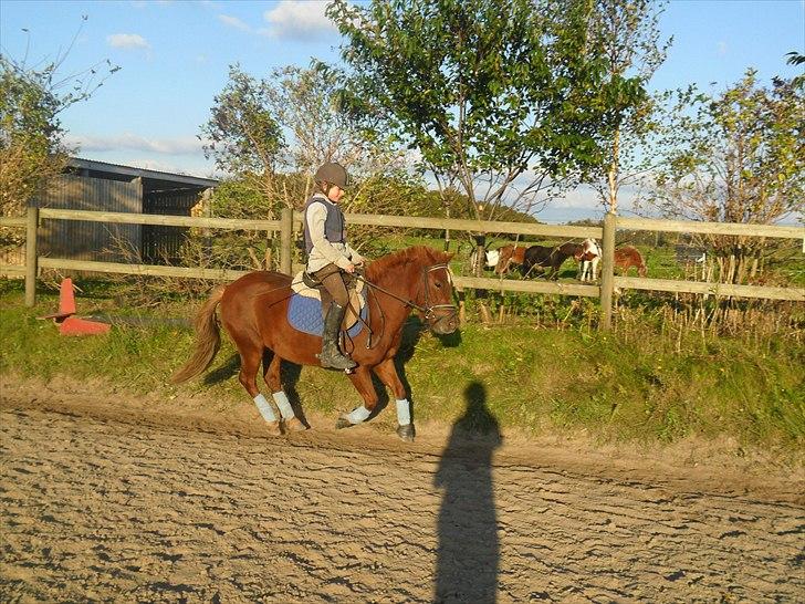 Anden særlig race Emil - Drømmen..<3 Savnet<3;D - galop<3 vi træner det stadig.. billede 16