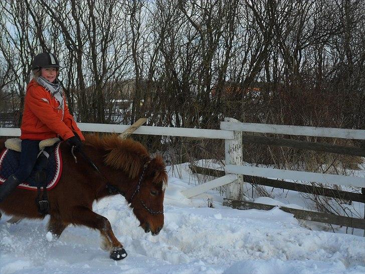 Anden særlig race Emil - Drømmen..<3 Savnet<3;D - HeHe <3 Emil ELSKER højt sne :P <3 billede 17