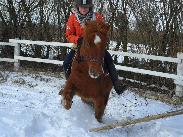 Anden særlig race Emil - Drømmen..<3 Savnet<3;D - DYGTIG DRENG <3 Man kan rigtig se at der er islænder i ham der .. Fede benløft :P <3 billede 19