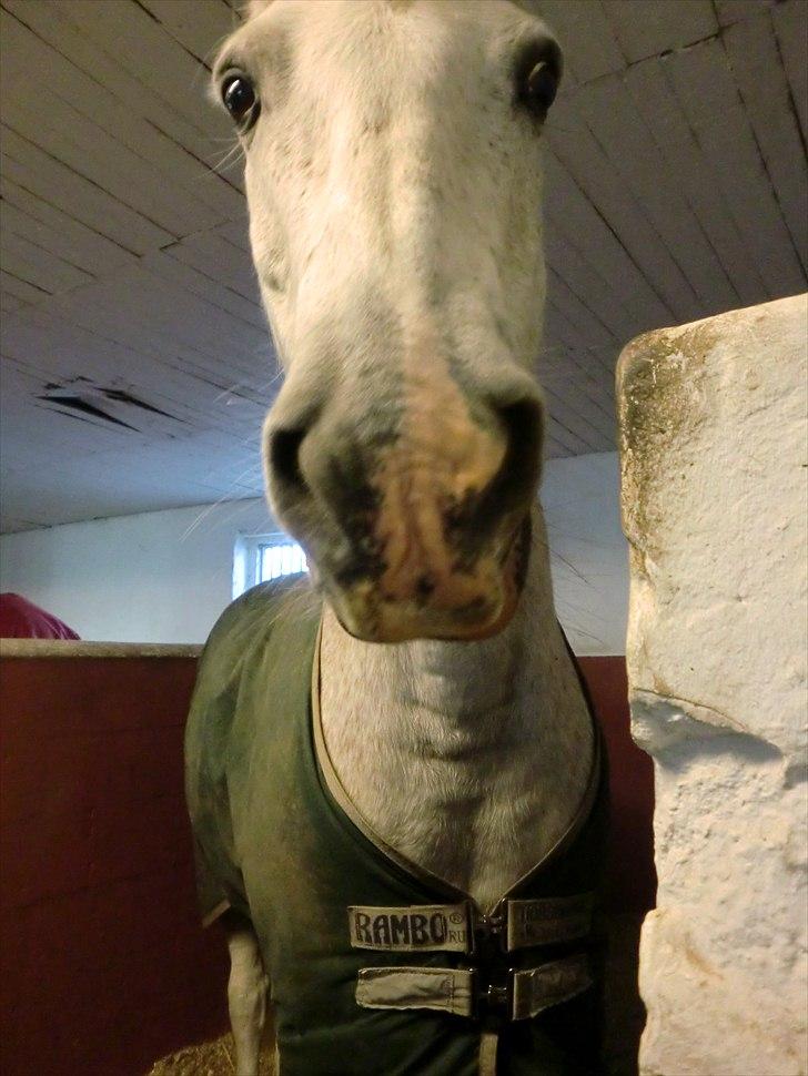 Anden særlig race Leonardo - 15. Haha du skør<3 billede 15