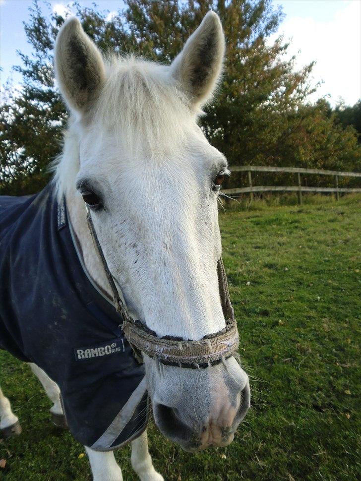 Anden særlig race Leonardo - 16. Fordi du kommer når jeg kalder<3 billede 16