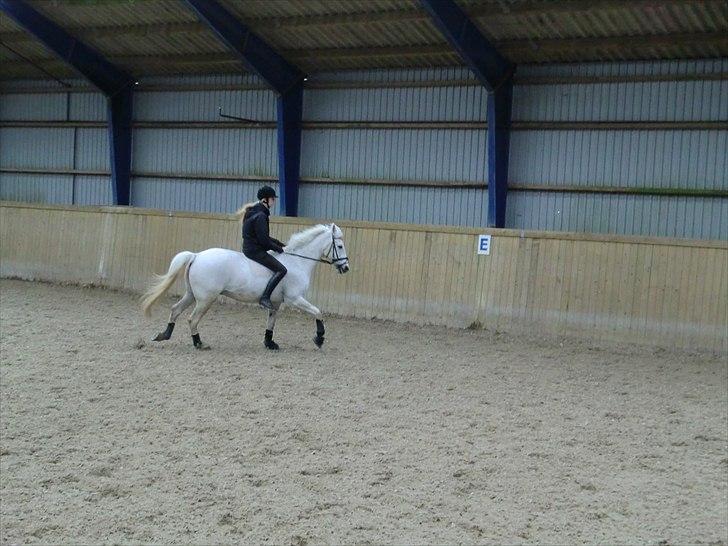 Anden særlig race Leonardo - 17. Hyppe hop i galop afsted<3 billede 17