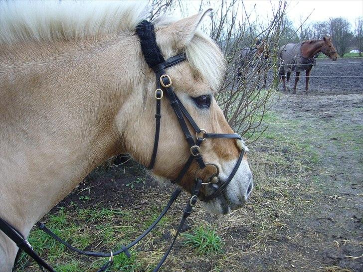 Fjordhest Bamse R.I.P - du er en stor del af miin hverdaq oq miit hjerte billede 2