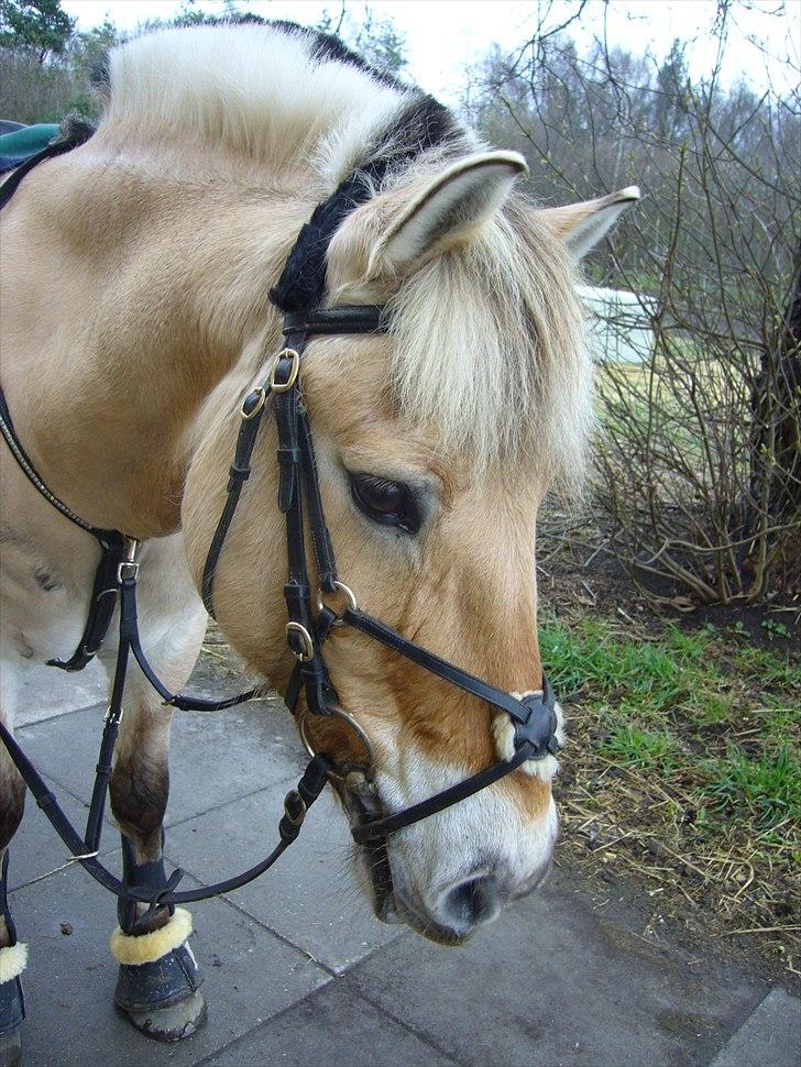 Fjordhest Bamse R.I.P - totalt hygge dag havde brugt to timer på at bare hygge om ham  billede 3