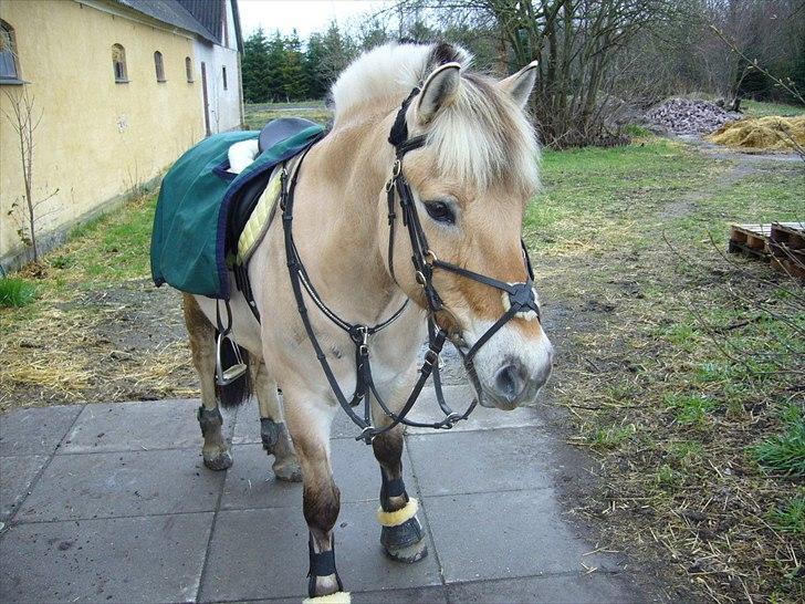 Fjordhest Bamse R.I.P - jubii tilbage på gården hvor min dejliiqe køreste cadi står!  billede 4