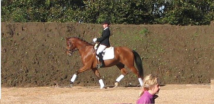 Dansk Varmblod Treldegårds Santorini - Vores første stævne LC1 med 67,5% og en første plads billede 1