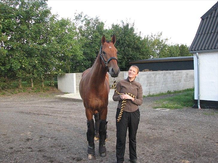 Dansk Varmblod Treldegårds Santorini - Lige inden vi skulle til 4 års champ. billede 2