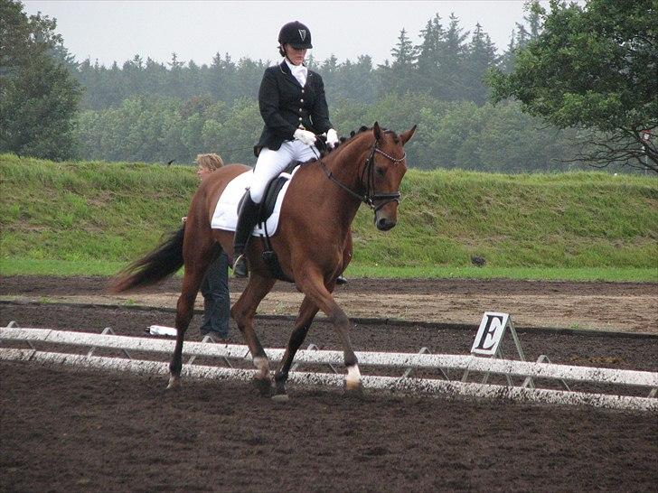 Dansk Varmblod Treldegårds Santorini - Til 4 års champ. i billund billede 3