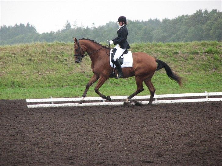 Dansk Varmblod Treldegårds Santorini - Billund billede 4