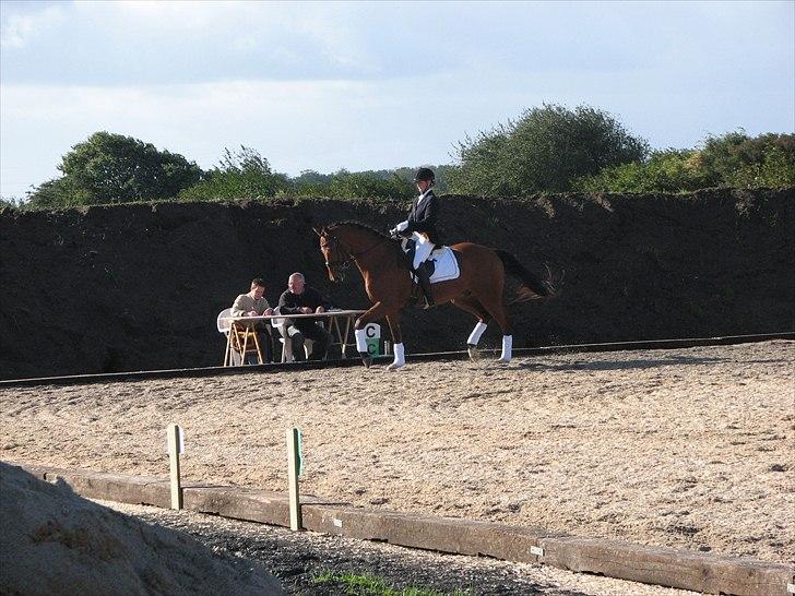 Dansk Varmblod Treldegårds Santorini - Stævne på Abildstrup Ridecenter billede 6