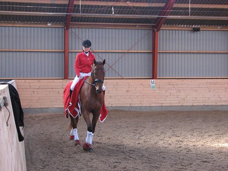 Dansk Varmblod Treldegårds Santorini billede 7