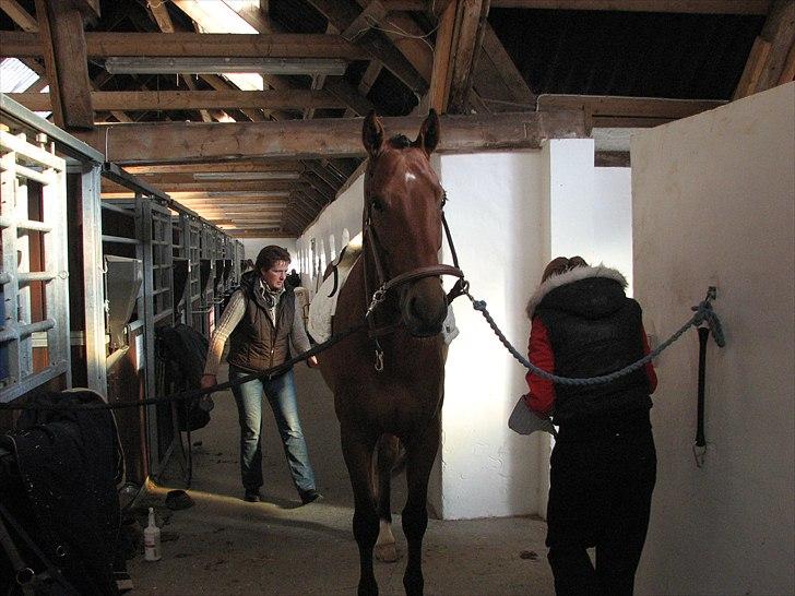 Dansk Varmblod Treldegårds Santorini - Fine Santorini klar til sjov:) billede 8