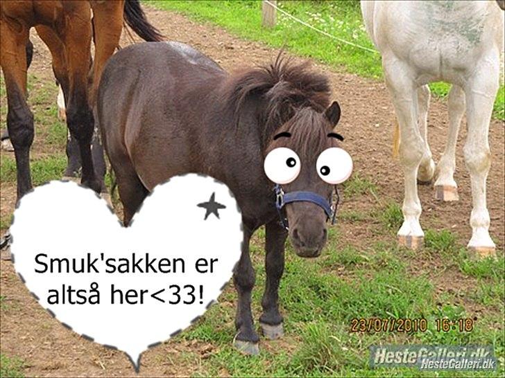 Shetlænder Lukas  - Smuk´sakken på folden ;D<3 Personen der redigerede billedet: Emilia, tak :-)<33 billede 17