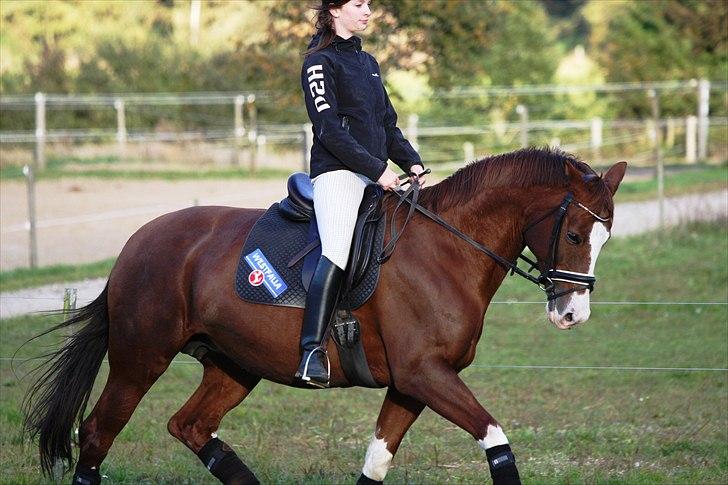 Trakehner Kalliope III RHT billede 16