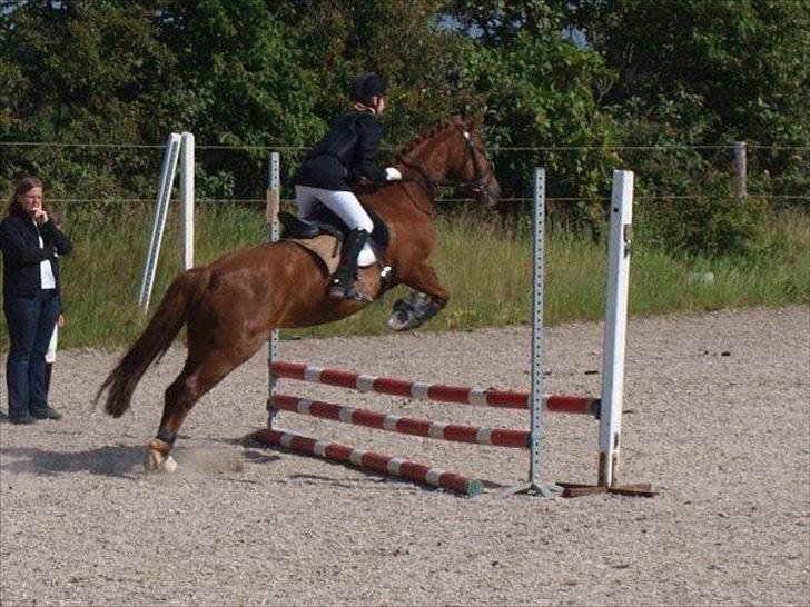 New Forest Debbie(Død) billede 10