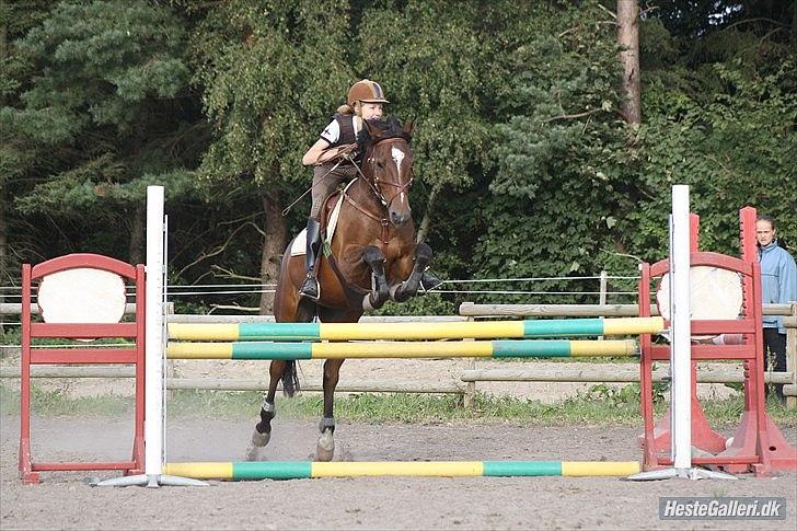 New Forest Lucky - 1 meter MCL-foto billede 13