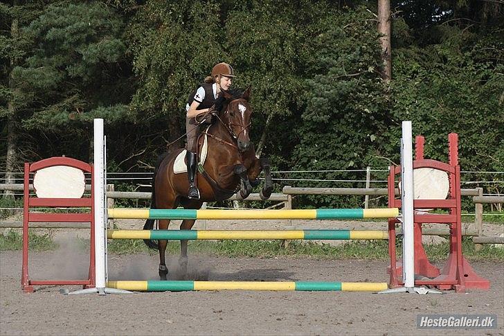 New Forest Lucky - 95 cm. MCL-Foto billede 14