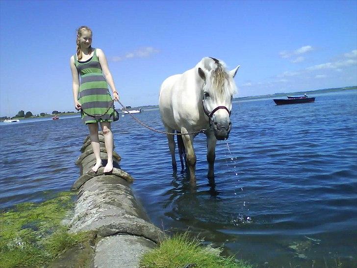 Fjordhest Tulstruplunds Benjamin - ikke min           billede 18