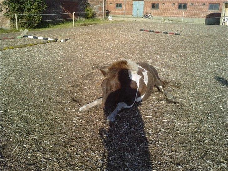 Anden særlig race Grøndahls Pepsi (Pepser) - 2010 billede 10