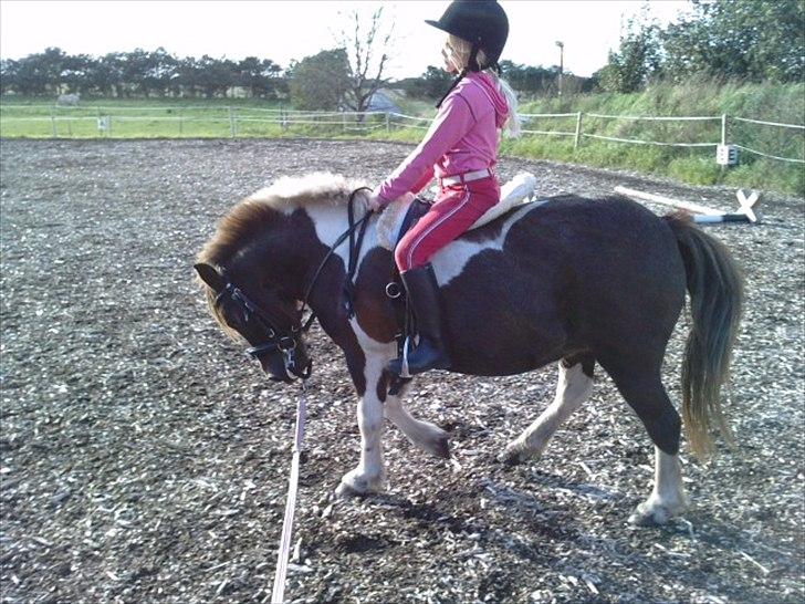 Anden særlig race Grøndahls Pepsi (Pepser) - 2010 billede 11