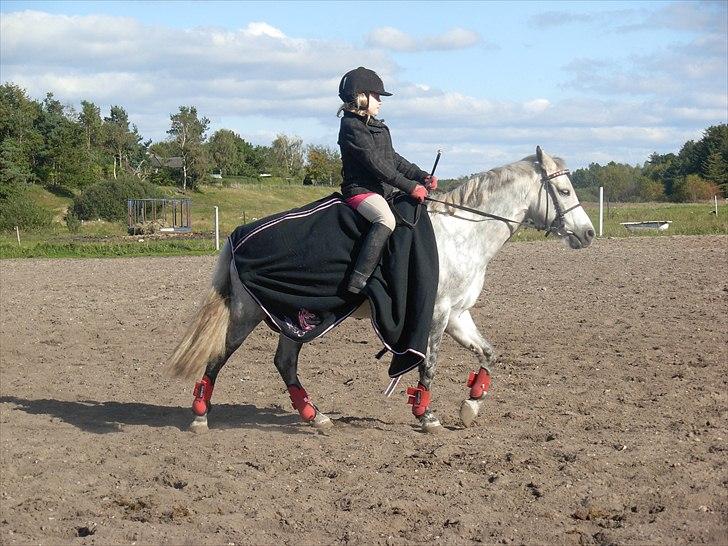 Anden særlig race Grey Star billede 6