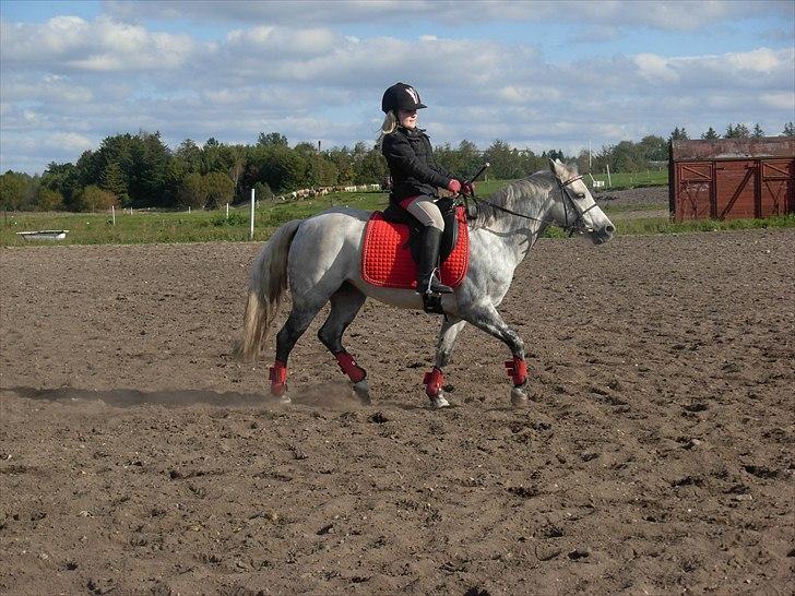 Anden særlig race Grey Star billede 7