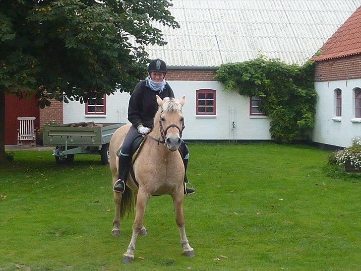 Fjordhest Braslevgaards Drude billede 19