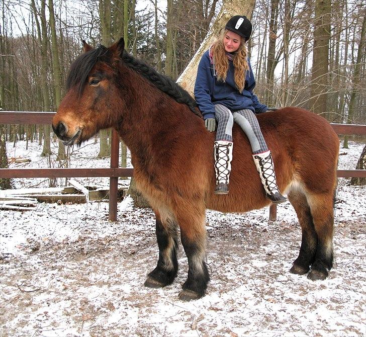 Nordsvensk Skovhest Lukas - Søde manden <3 januar 2010 billede 18