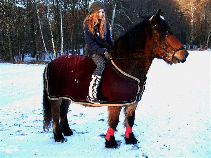 Nordsvensk Skovhest Lukas - jeps, ved ridehjelmen mangler - men hoppede kun lige op på ham for at få taget et par billeder, og glemte hjelmen billede 5