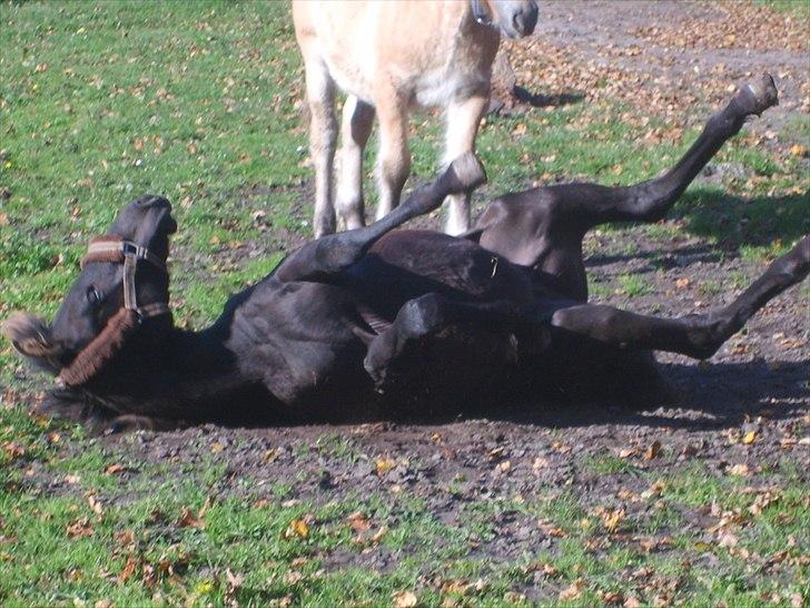 Anden særlig race Walentin billede 12