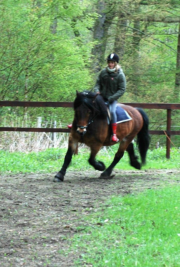 Nordsvensk Skovhest Lukas - lækkermås! maj, 2010 billede 2