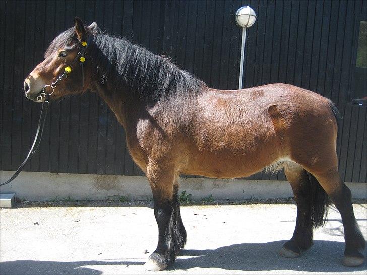 Nordsvensk Skovhest Lukas - Lidt opstilling ;) 2009 billede 12