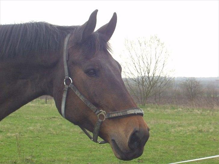 Dansk Varmblod High Light  billede 1