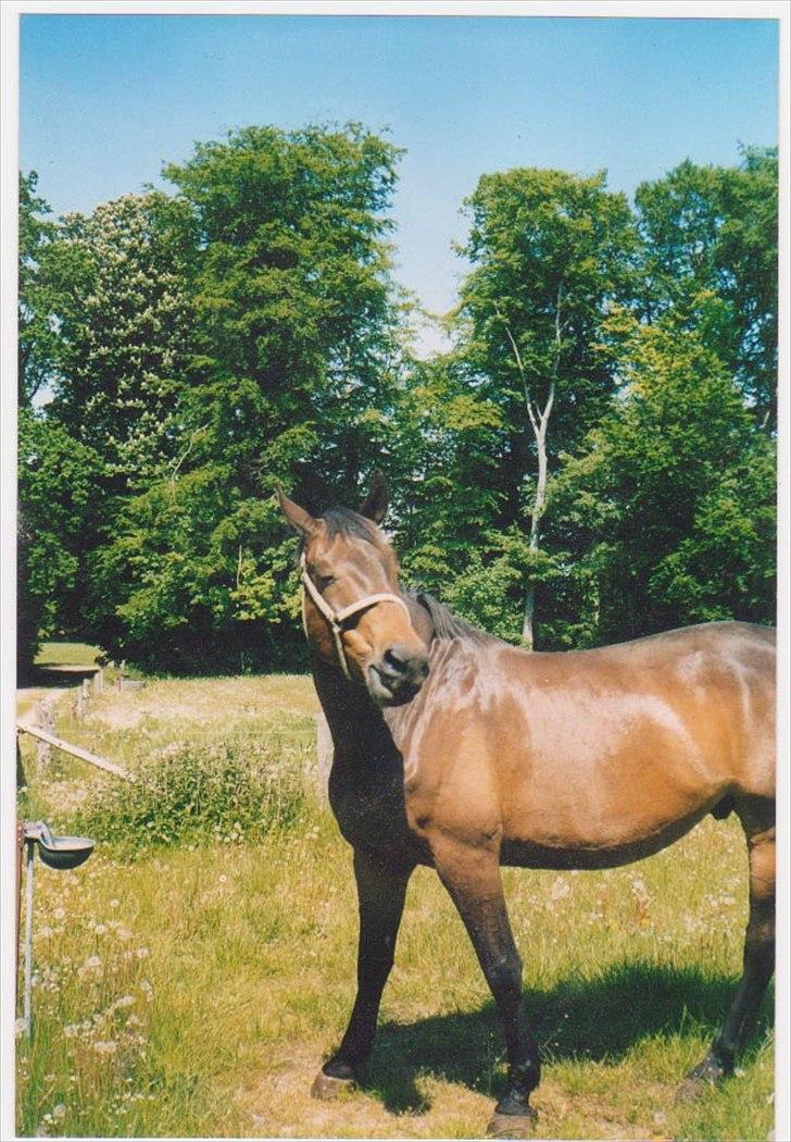 Dansk Varmblod High Light  billede 2