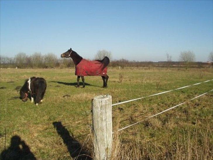 Dansk Varmblod High Light  billede 3