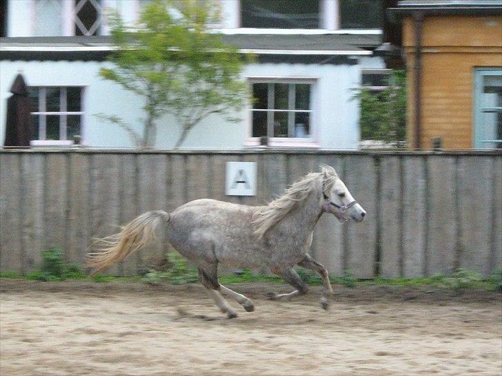 Anden særlig race preben "tidl. passer" - fuld galop... billede 17