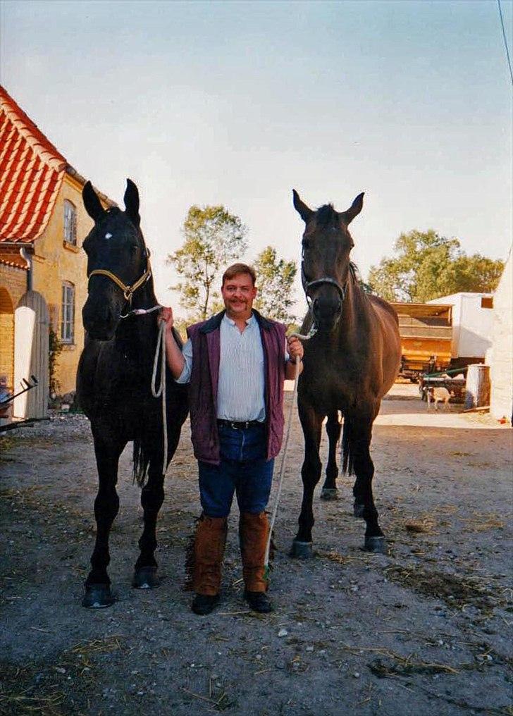 Dansk Varmblod High Light  billede 4