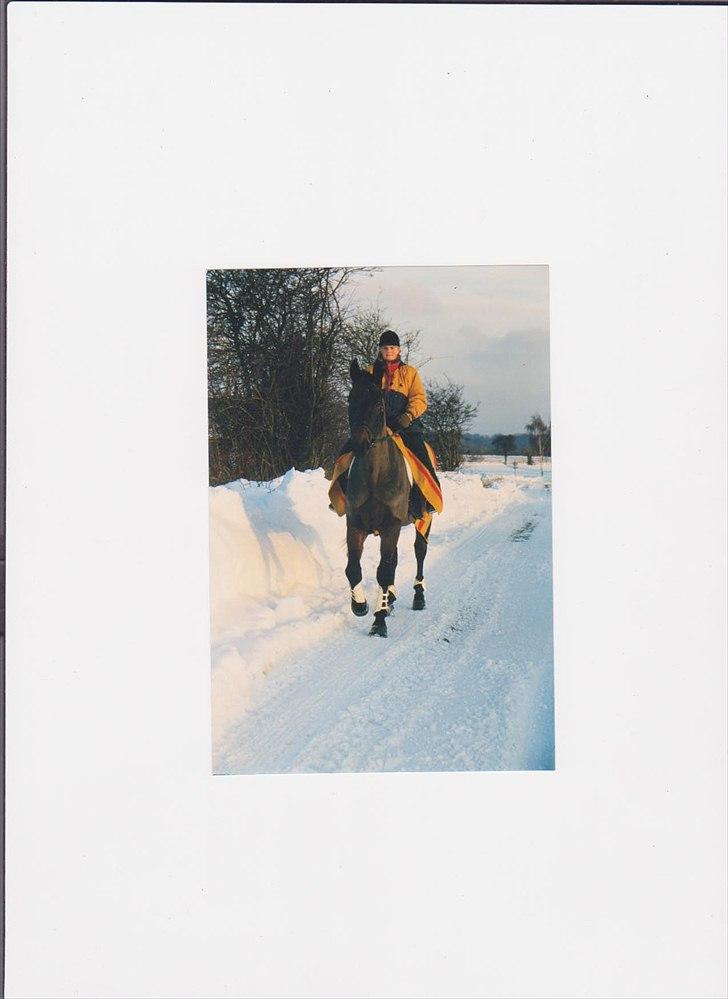 Dansk Varmblod High Light  billede 5