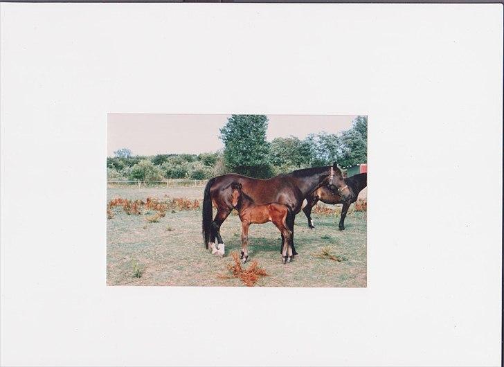 Dansk Varmblod High Light  billede 6