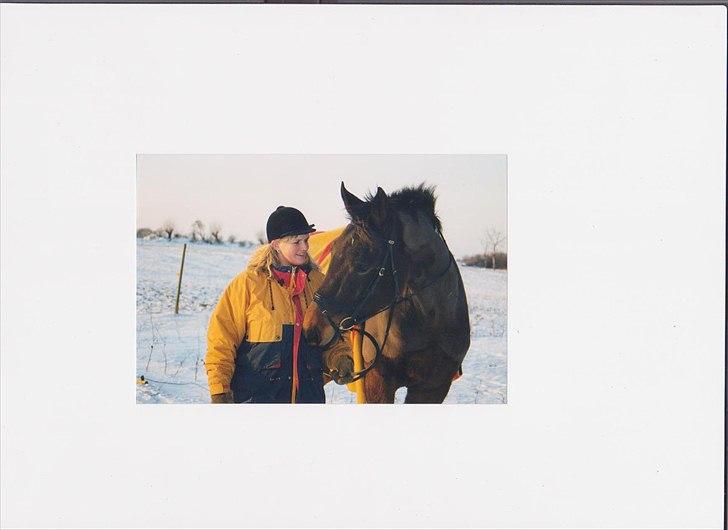 Dansk Varmblod High Light  billede 8